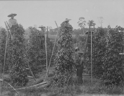 Workers at a pepper plantation, 1890s