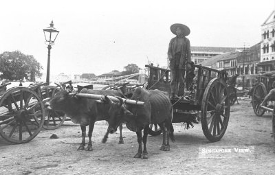 Bullock Cart, 1910s