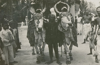 Mattu Pongal, 1915